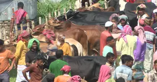 পশু পালনে ব্যয় বৃদ্ধি, ন্যায্যমূল্য নিয়ে দুশ্চিন্তায় পাবনার খামারিরা